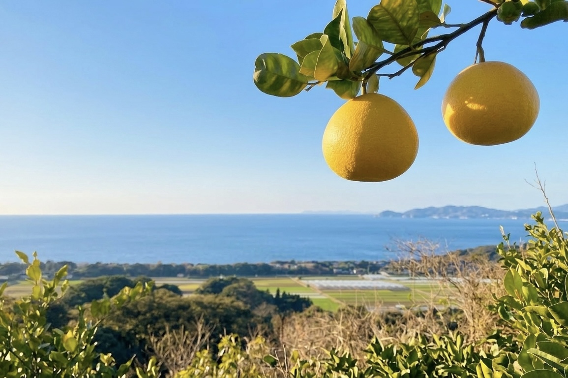 苓北の青い海を背景に実る晩柑