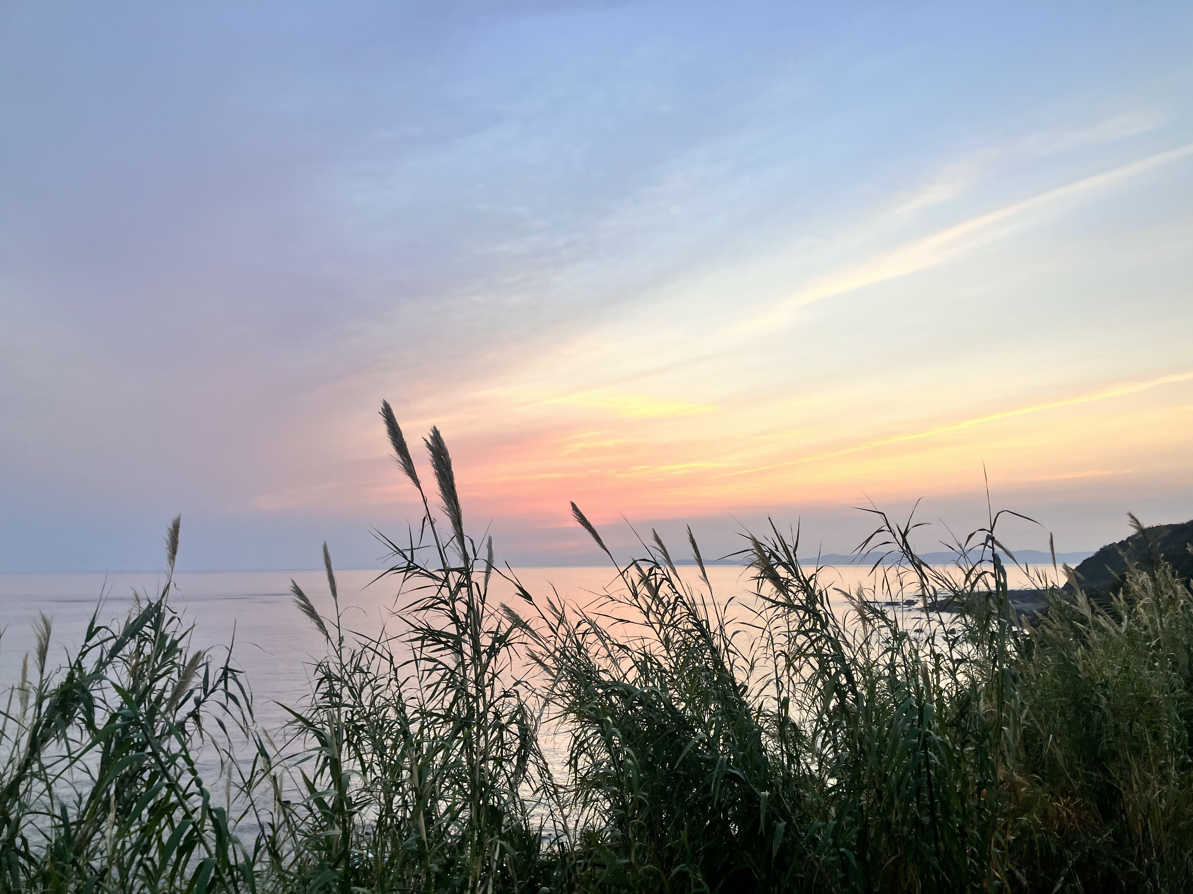 海辺の草木の向こうに広がる、淡いオレンジ色の夕空と海